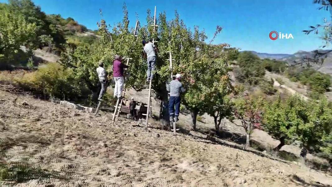 Aylarca depolarda bekletildi: Şimdi tezgahları süsleyecek! Ankara armudunun ilginç yolculuğu şaşırttı 13